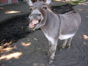 Donkey-Out-Of-Well